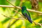 Trinidad. Blue-chinned sapphire hummingbird in Yerette refuge. Art Print